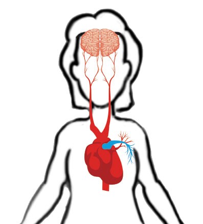 Brain